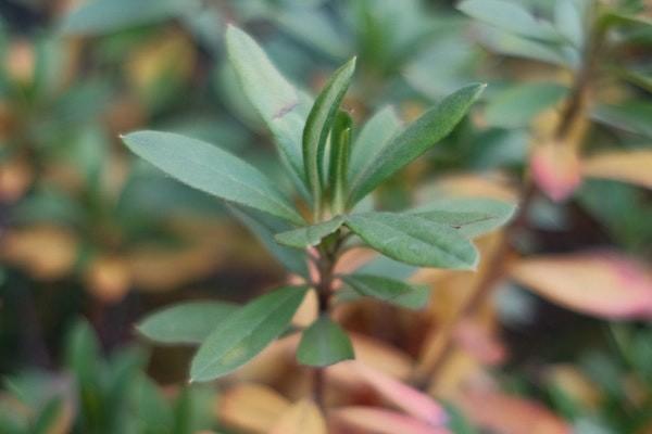 拍拍貸利息太高可以拒絕還款嗎？還款延期方式有哪些？