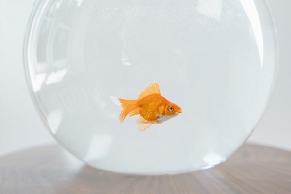 白條出賬日和還款日是什么時候？能提前還款嗎？